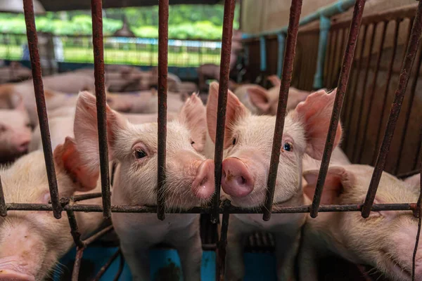 Suini Giovani Negli Allevamenti Suini Industria Suinicola — Foto Stock