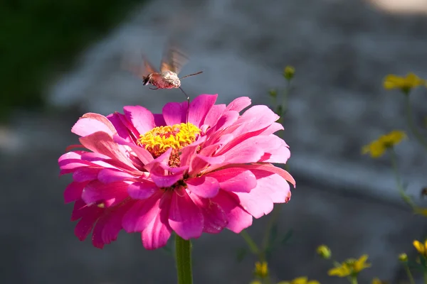 Mariposa Macroglossum stellatarum flotando sobre una flor —  Fotos de Stock