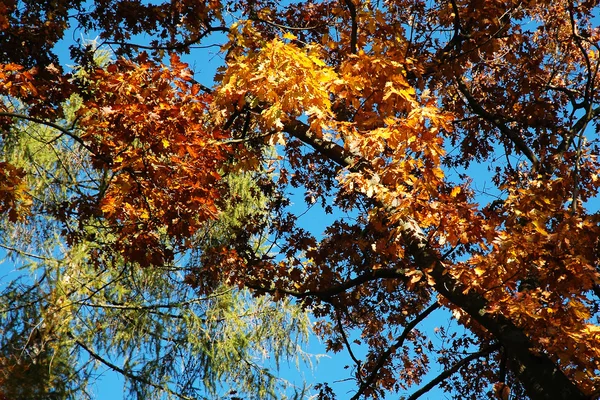 Colorido otoño — Foto de Stock