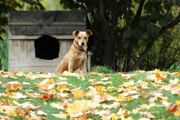 Собака перед его домом — стоковое фото