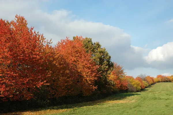 Ağaçlar sonbahar renkleri çizgi — Stok fotoğraf