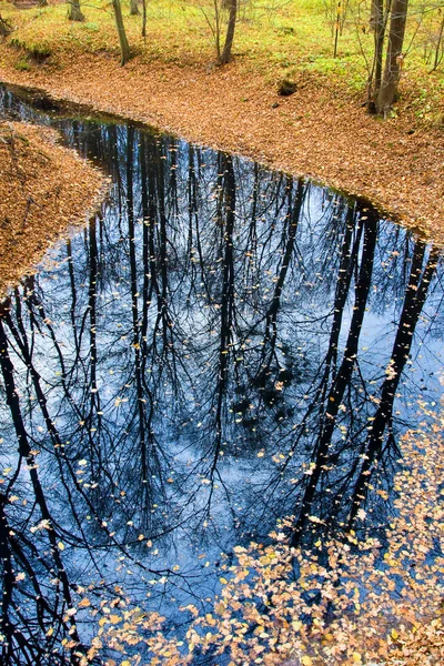 Зеркало деревьев на поверхности воды — стоковое фото