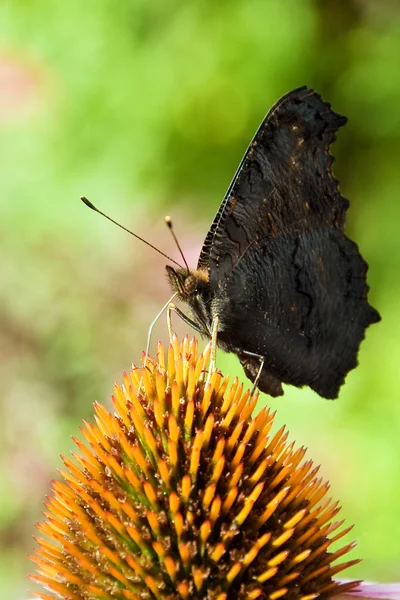 Mariposa en una flor —  Fotos de Stock