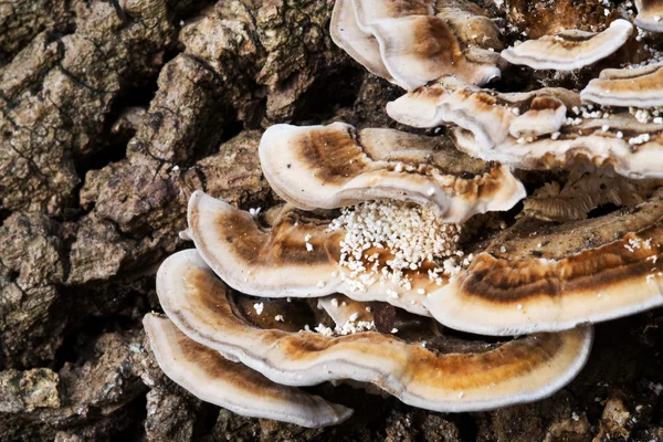 Fungo agarico bianco — Foto Stock