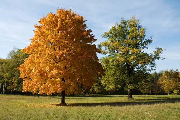 Sonbahar renkleri, ağaçlar — Stok fotoğraf