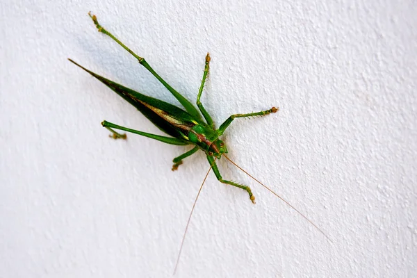 Grasshopper on the white wall — Stock Photo, Image