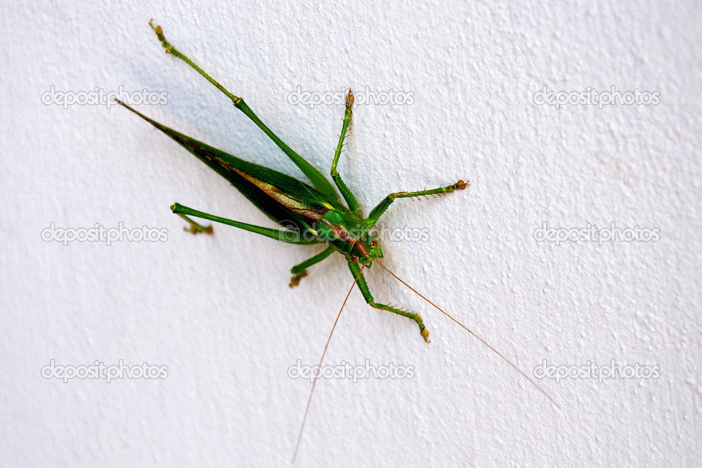 Grasshopper on the white wall