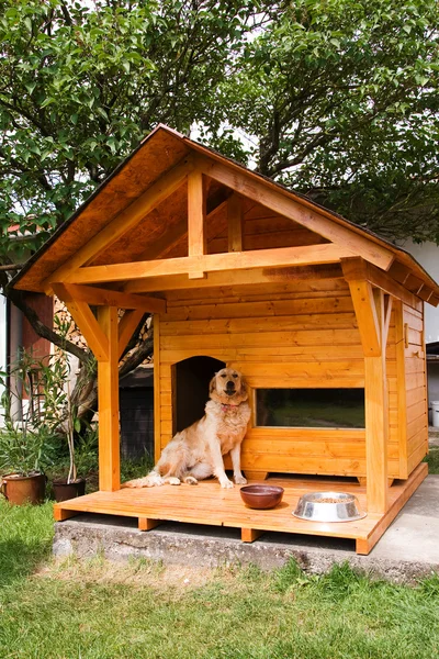 Dog and his new kennel — Stock Photo, Image