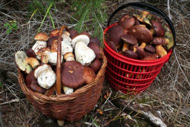 iki sepet tam mantar orman