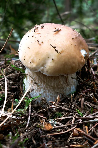 Fungo della foresta nel muschio e aghi di pino — Foto Stock