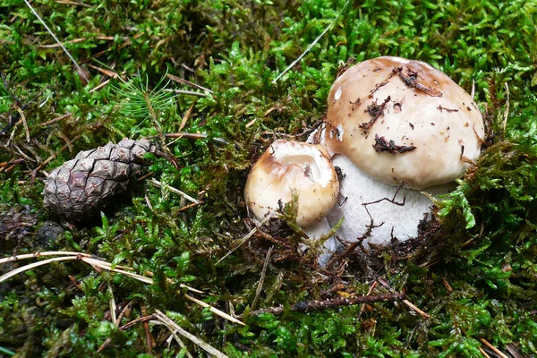 Funghi di foresta nel muschio — Foto Stock