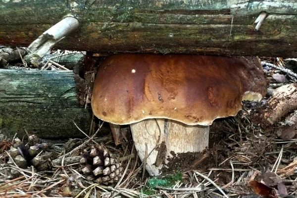 Fungo di foresta che prova a raccogliere un ramo — Foto Stock