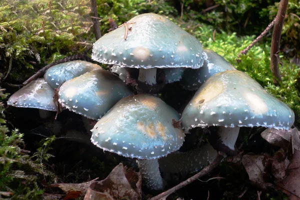 Grupo de cogumelos belos, mas venenosos — Fotografia de Stock