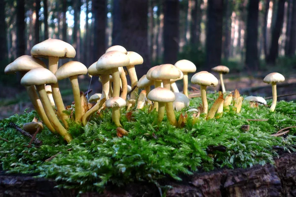 Funghi di foresta nel muschio — Foto Stock