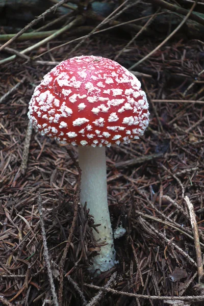 Feci di rospo tossiche rosse in aghi di pino — Foto Stock