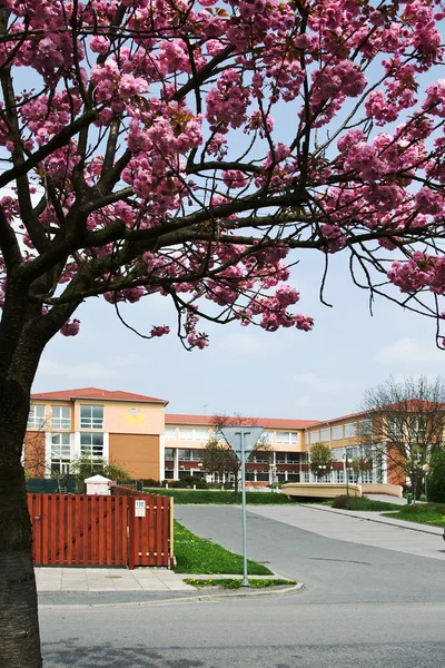 Нова будівля початкової школи з квітучих дерев у litovel Ліцензійні Стокові Фото