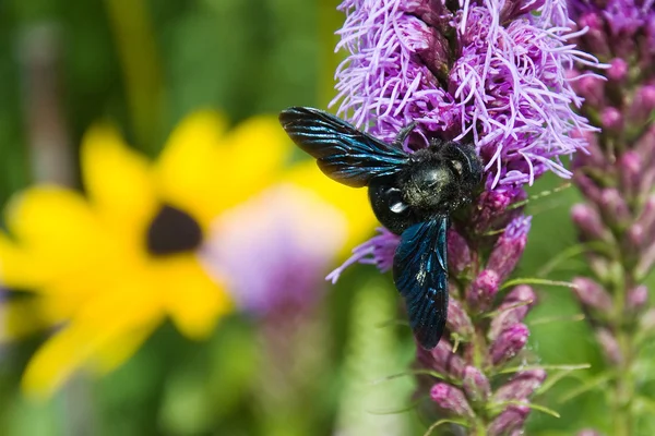 Fialový carpenter bee — Stock fotografie