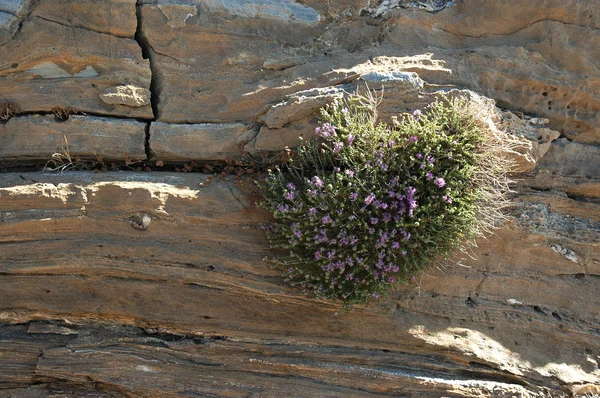 Kayanın üzerinde bitki — Stok fotoğraf