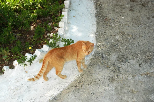 Κοκκινομάλλης γάτα — Φωτογραφία Αρχείου