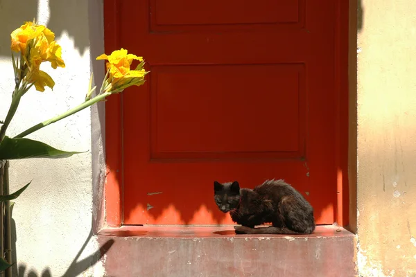 Černá kočka sedí u dveří — Stock fotografie