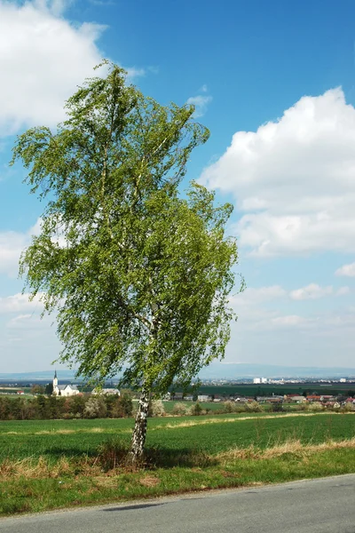 Árbol de abedul en el viento de primavera — Foto de Stock