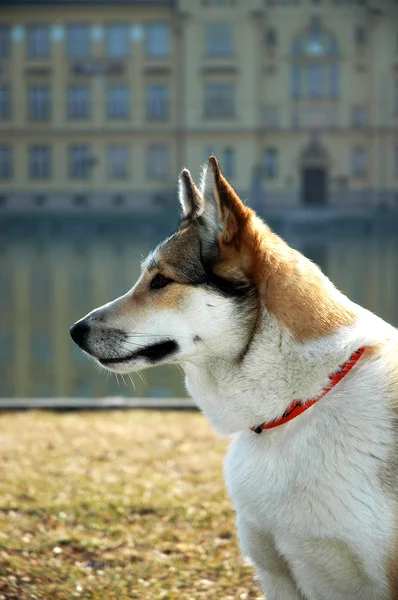 Retrato de una perra West Siberian Laika —  Fotos de Stock