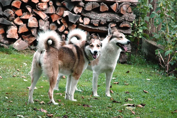 Perra y perro de Siberia Occidental Laika — Foto de Stock