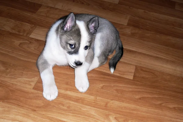 Puppy van de west-Siberische laika — Stockfoto