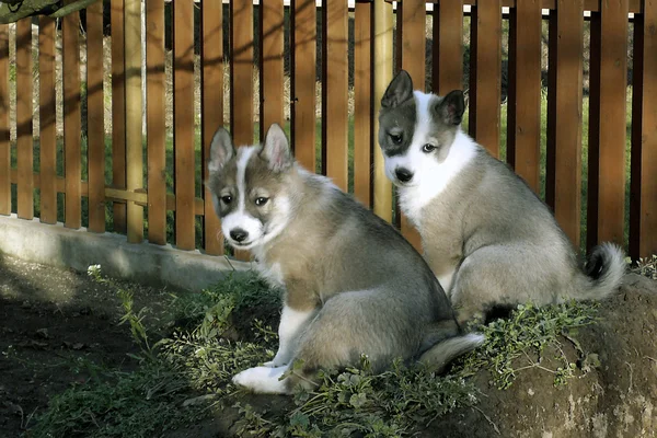 Oeste da Sibéria Laika dois cachorros — Fotografia de Stock