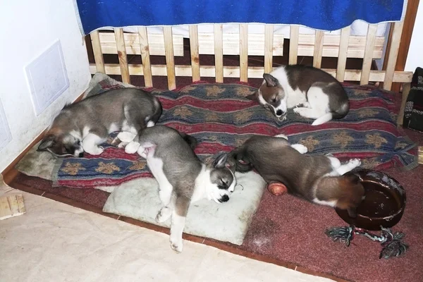 Четыре щенка западно-сибирской лайки в своей собачьей постели — стоковое фото