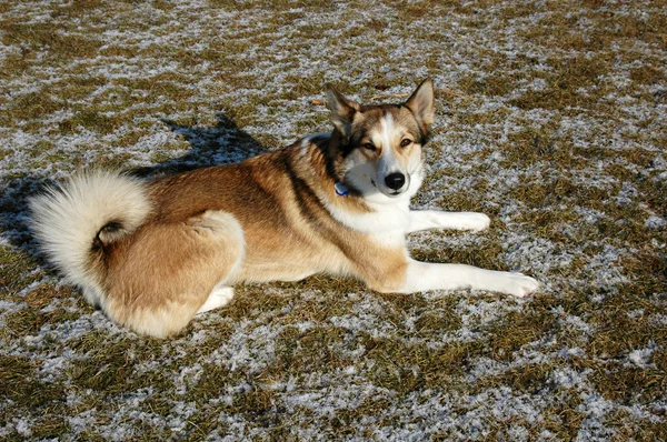 A dog lying on a frozen meadow — Stock Photo, Image
