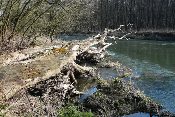 Old dry tree on the bank of the river — Stock Photo, Image