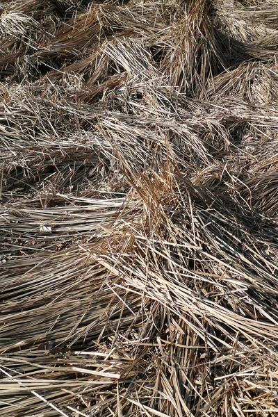 Dry grass — Stock Photo, Image