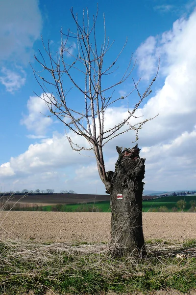 Árvore de cereja velha — Fotografia de Stock