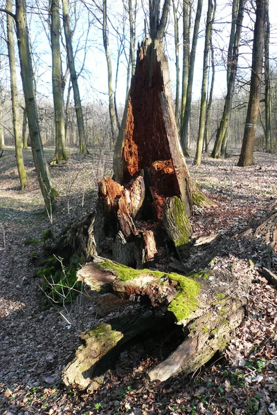 Rotten tree stump — Stock Photo, Image