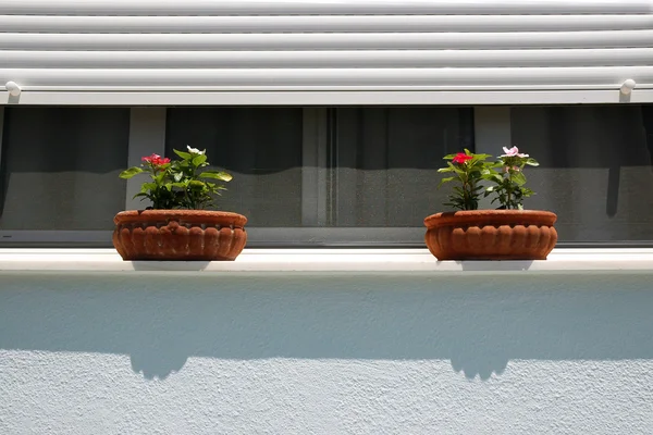 Zwei Blumentöpfe am Fenster — Stockfoto