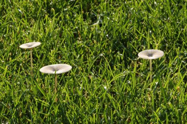 Çimlerde beyaz mantarlar