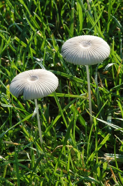 Funghi bianchi nell'erba — Foto Stock