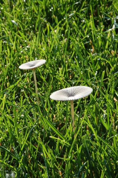Funghi bianchi nell'erba — Foto Stock
