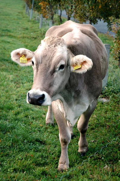 Vaca em pasto — Fotografia de Stock