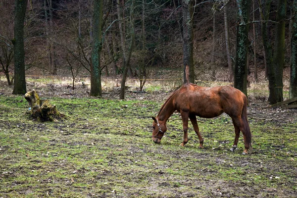 Коні пасуться на краю лісу — стокове фото