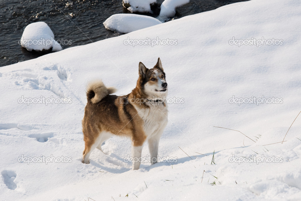 Bitch West Siberian Laika walking in winter