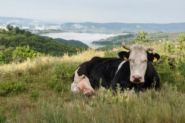 Корова відпочиває в пасовищі — стокове фото