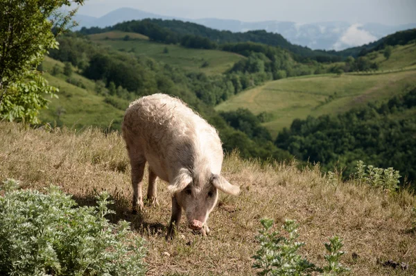 Свині на пасовищі — стокове фото