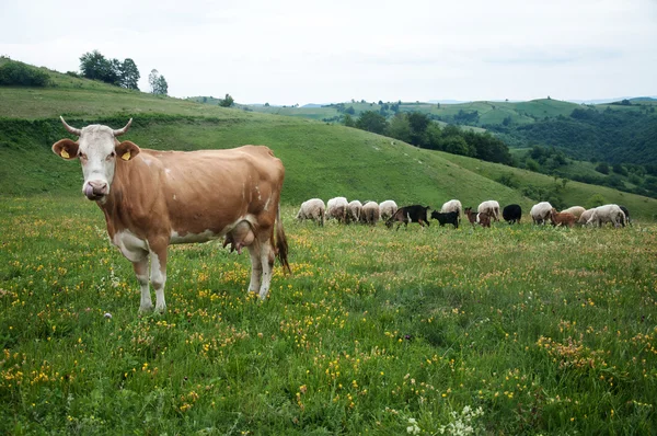 Vacas, ovinos e caprinos em pastagens — Fotografia de Stock