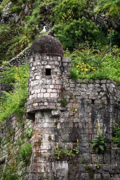 Antigas muralhas da cidade de Kotor, Montenegro — Fotografia de Stock