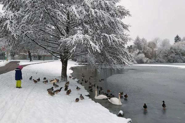 Nieve Heladas Crearon Esta Belleza Litovel República Checa Durante Frío —  Fotos de Stock
