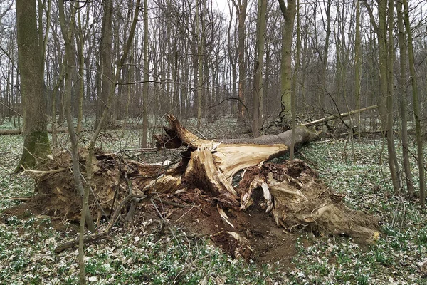 Fallen trees in coniferous forests after a strong wind in Litovelske Pomoravi, Czech Republic