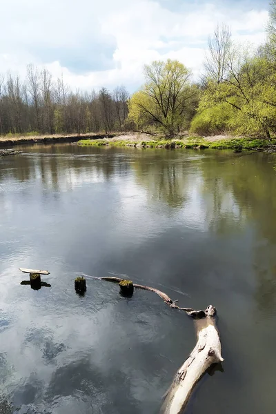 Våren Vid Floden Litovelske Pomoravi Som Ett Skyddat Landskapsområde Tjeckien — Stockfoto
