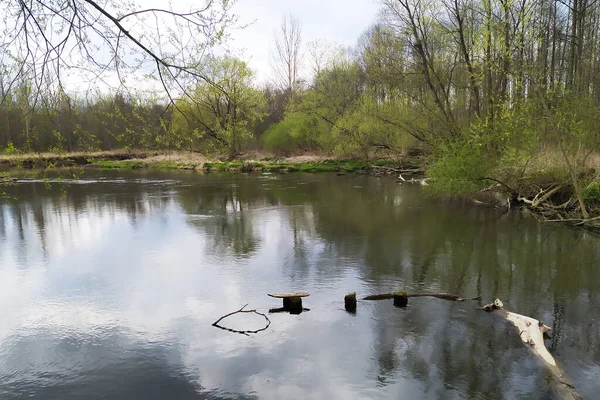 Quelle Fluss Litovelske Pomoravi Einem Naturschutzgebiet Der Tschechischen Republik — Stockfoto